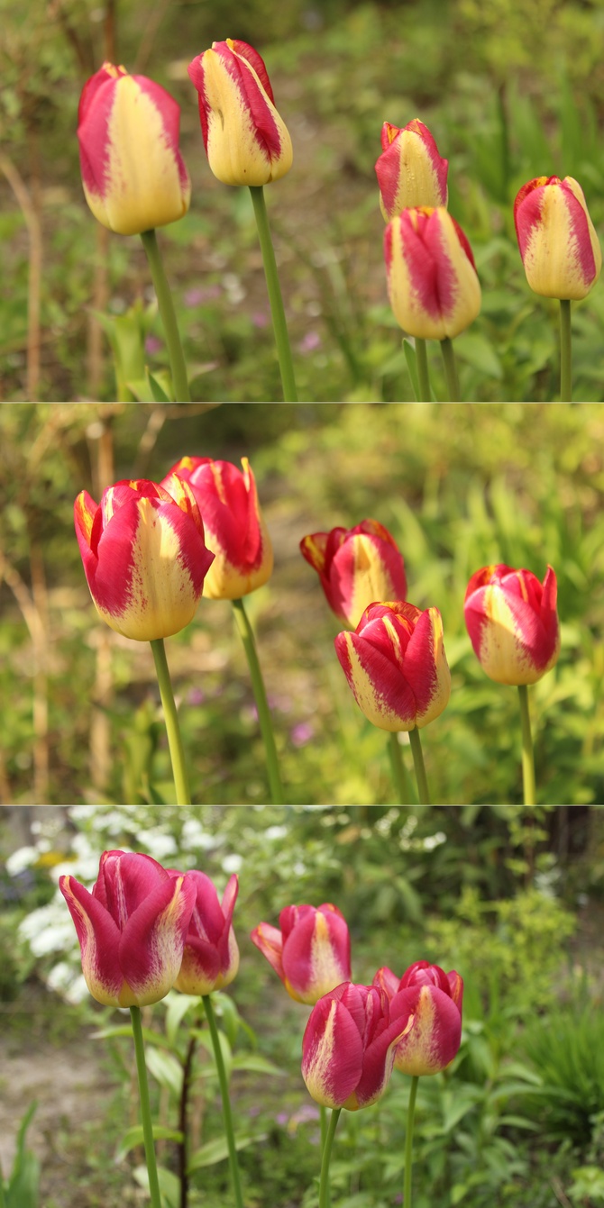 I tulipan zmienny jest...