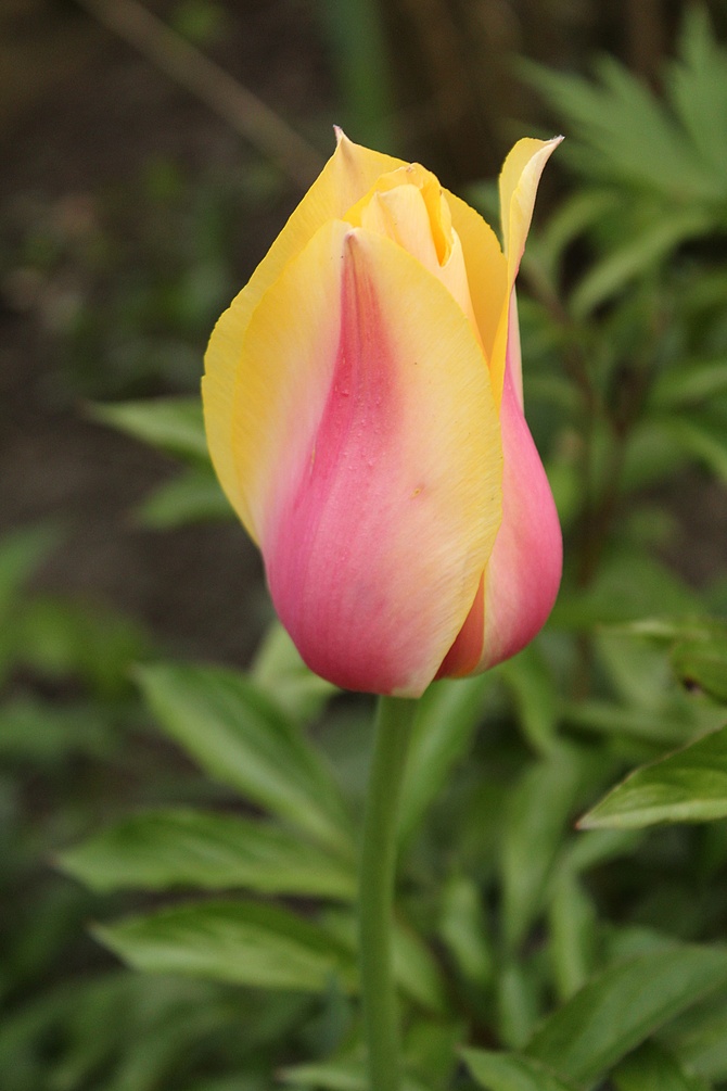Jeszcze tulipanki...