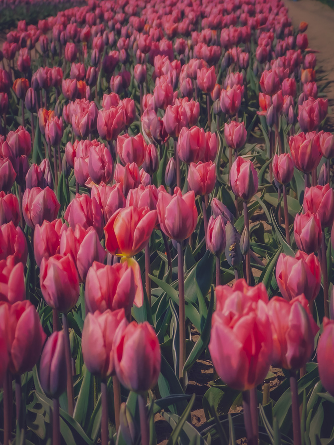 Pole tulipanów ❤️