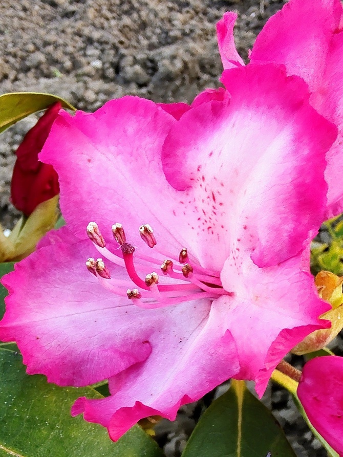 Rhododendron hybridum, różanecznik wielkokwiatowy.
