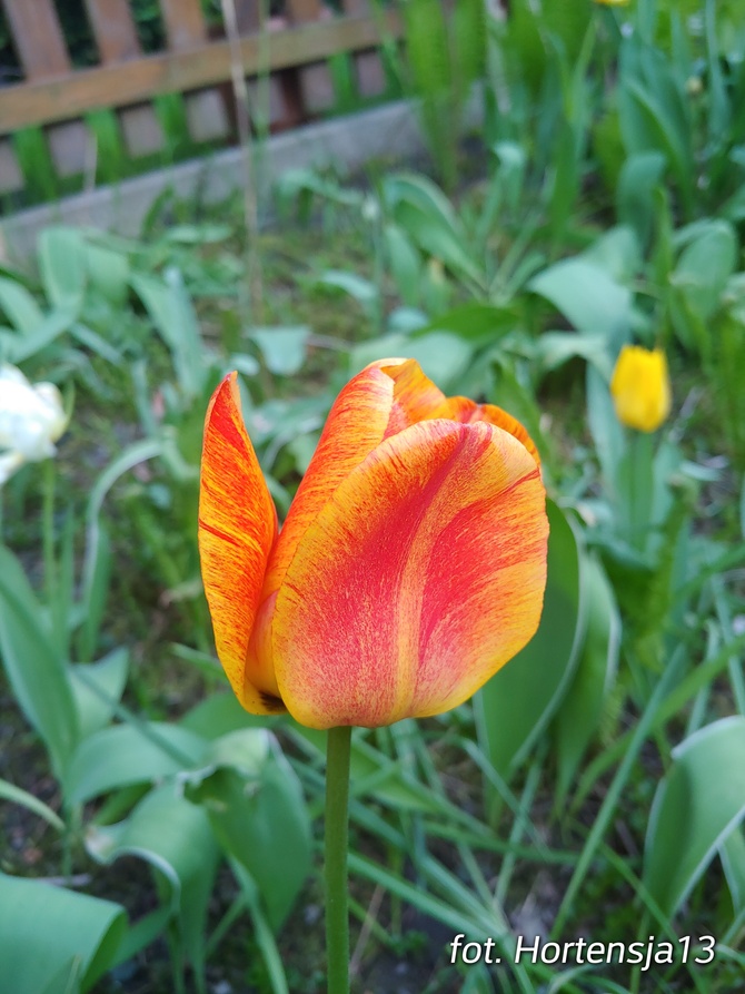 Tulipan dwukolorowy
