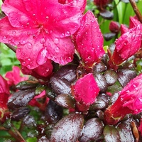 Azalia japońska Rubinstern Azalea japonica 