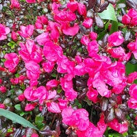 Azalia japońska Rubinstern - Azalea japonica 
