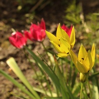 Botaniczne tulipanki...