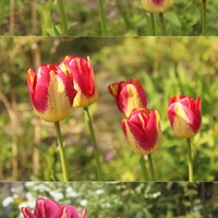 I tulipan zmienny jest...