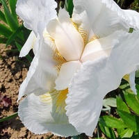 Irys Bródkowy (Iris Germanica L.)
