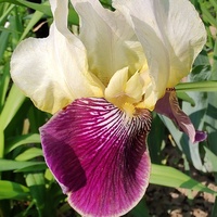 Irys Bródkowy (Iris
