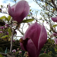Magnolia kwitnie!
