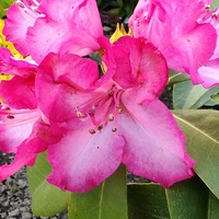 Rhododendron hybridum, różanecznik wielkokwiatowy.
