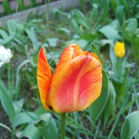 Tulipan dwukolorowy