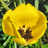 Tulipan żółty
