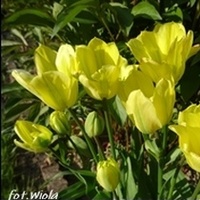 Tulipanowy Sezon Zak