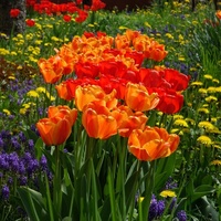 Tulipany i nie tylko
