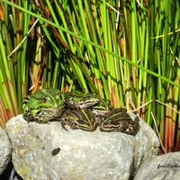 Zielone żabki