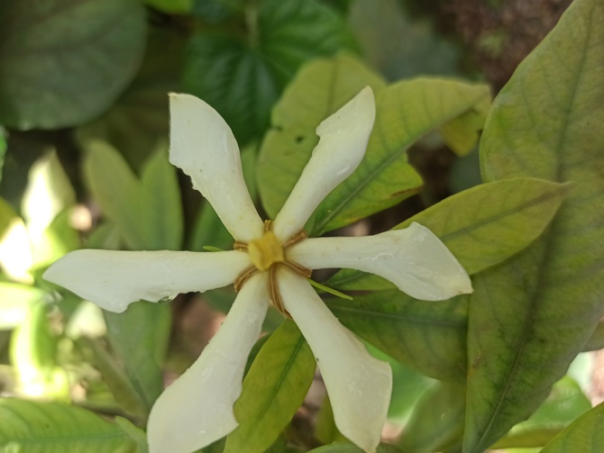 Gardenia ' Piiga - 1 ' - Pinwheel w zbliżeniu .