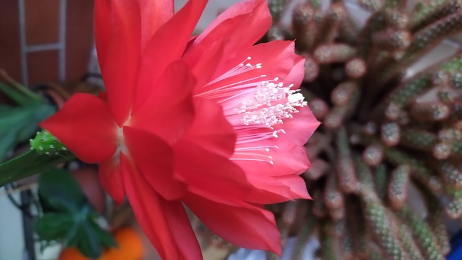 Kaktus kwitnący 