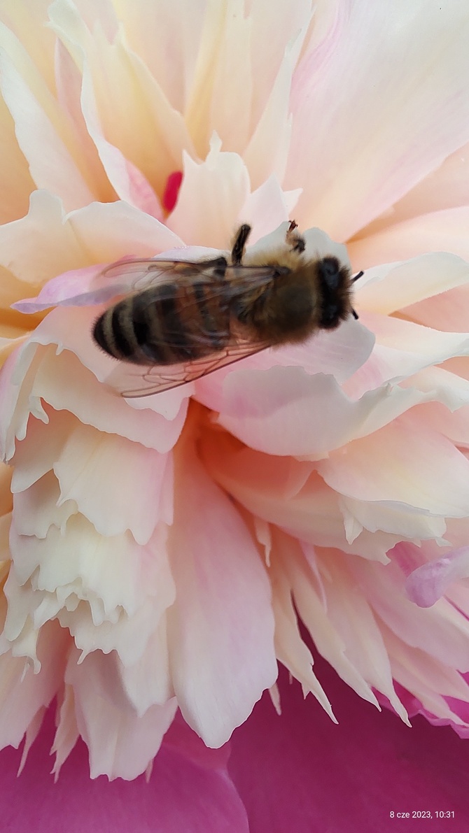 Piwonia chińska i pszczoła miodna