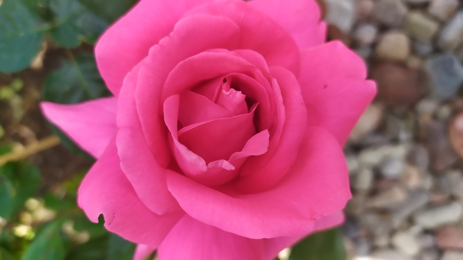 Róża różowa 