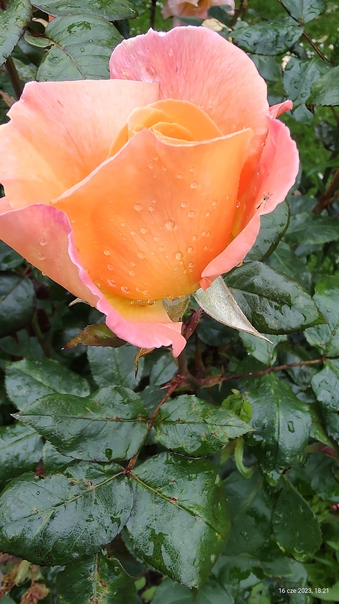  Róża (Rosa L.) 