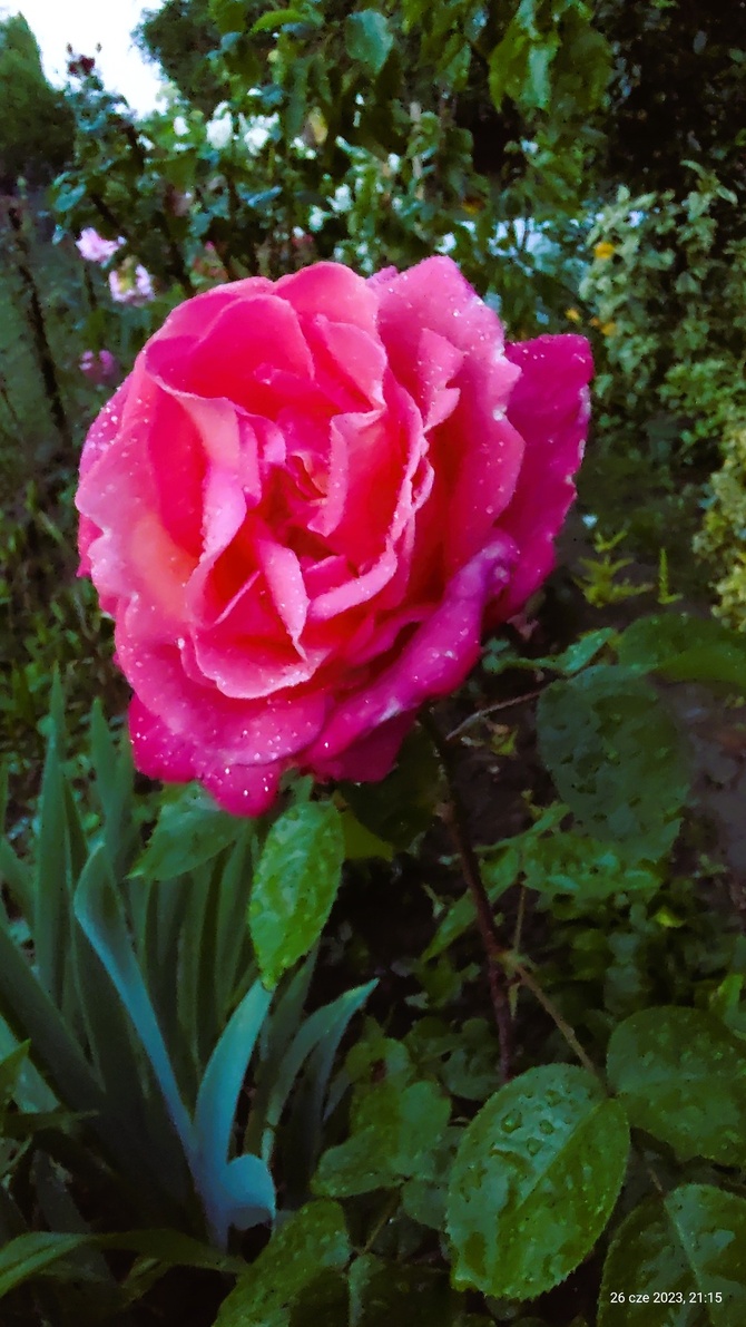 Róża (Rosa L.) 