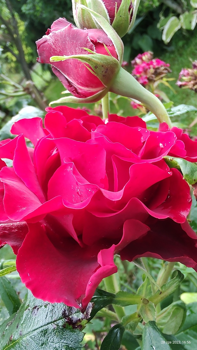 Róża (Rosa L.)