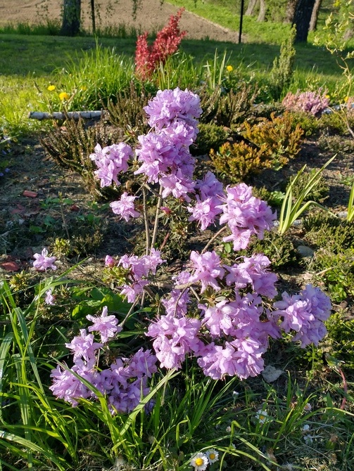 Rododendron NN