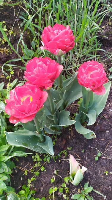 Tulipany pelne