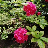 Azalia różowa