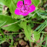 Goździk kropkowany (Dianthus deltoides)
