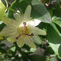 Passiflora biała w zbliżeniu .