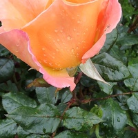  Róża (Rosa L.) 