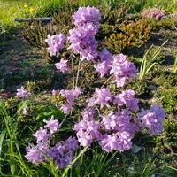 Rododendron NN