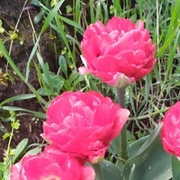 Tulipany pelne