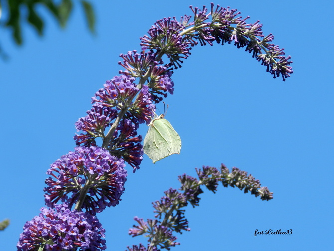 Budleja-motyli krzew