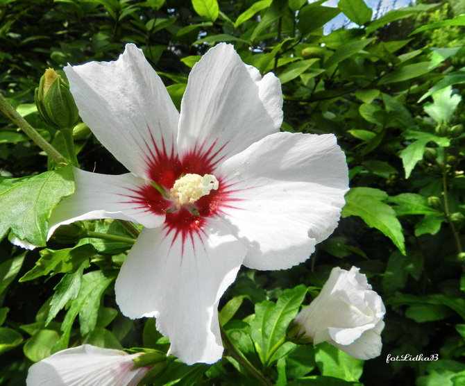 Hibiskus-kwiat