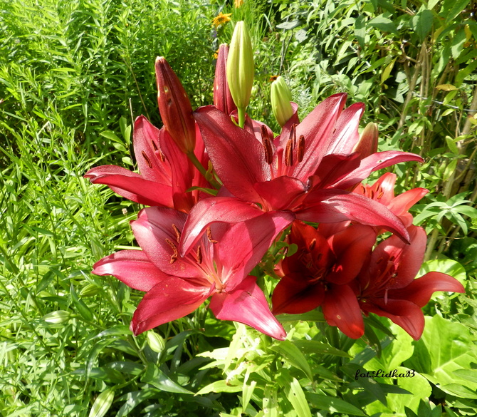 Lilie w moim ogrodzie