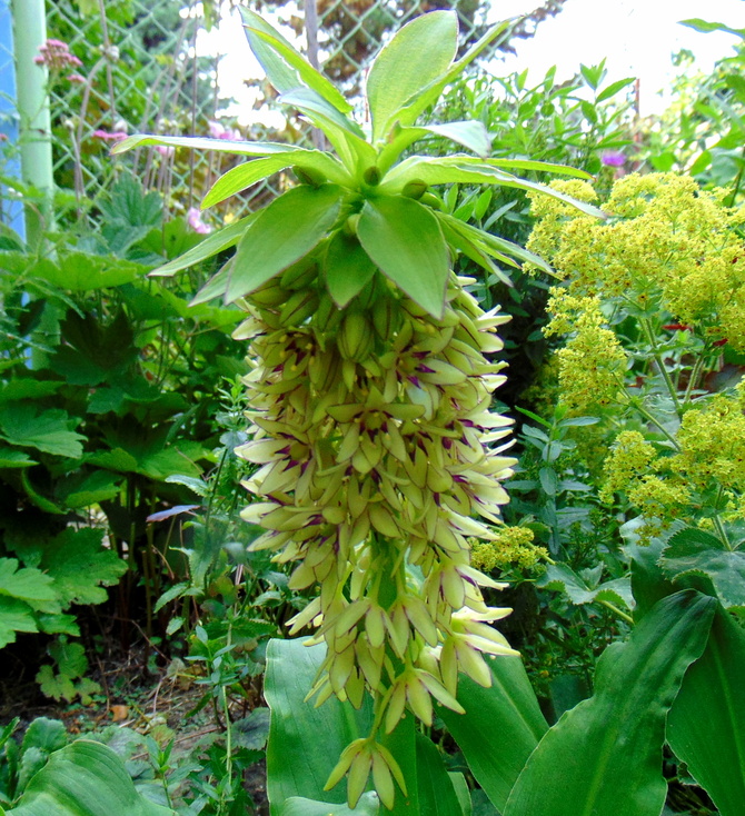 Lliia ananasowa- Eukomis 