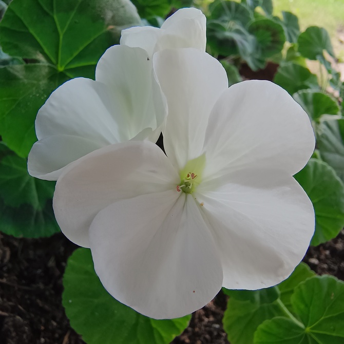 Mały biały kwiat, bez łat...