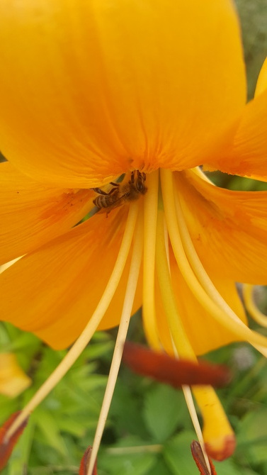 pszczółka w pomarańczach