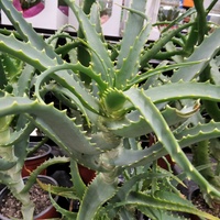 aloes.....