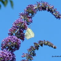 Budleja-motyli krzew