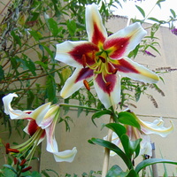 Lilie powoli kończą kwitnienie 