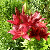 Lilie w moim ogrodzie