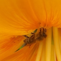 pszczółka w pomarańczach