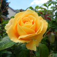 Róża wielkokwiatowa