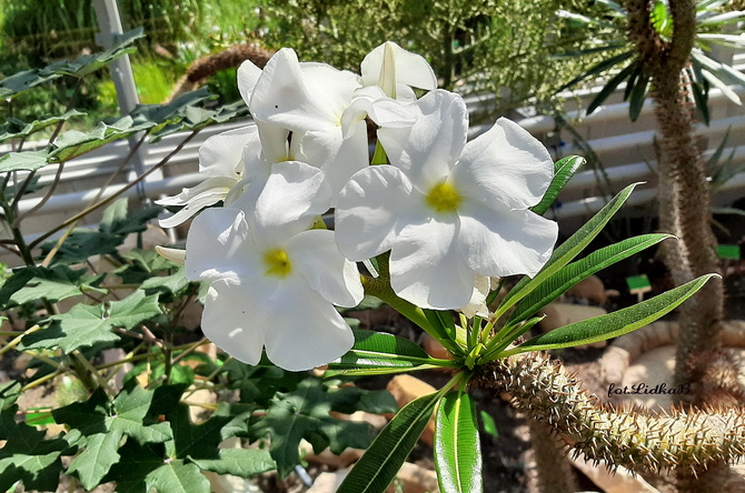 Pachypodium - kwiaty
