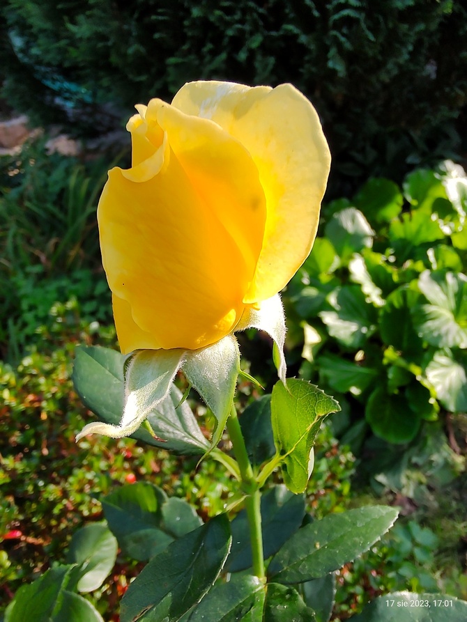 Róża wielkokwiatowa  żółta