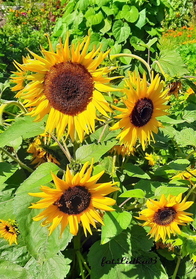 Słoneczniki w Ogrodzie Botanicznym