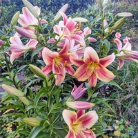 Lilie ogrodowe 