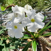 Pachypodium - kwiaty